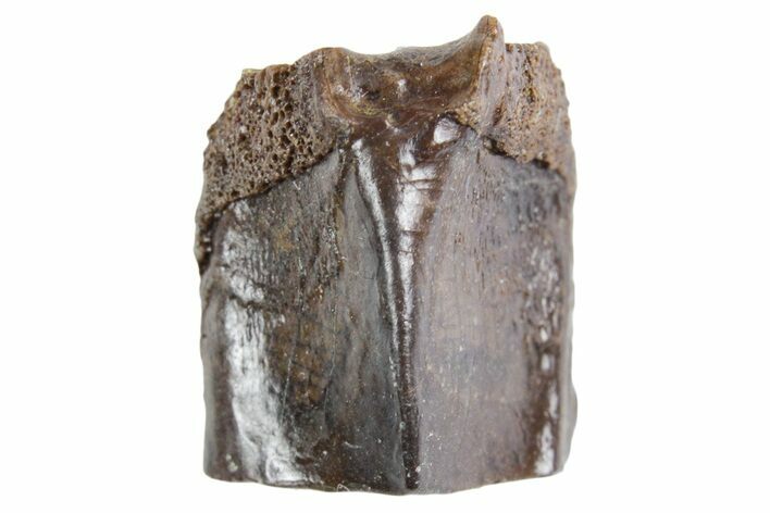 Fossil Hadrosaur (Edmontosaurus) Shed Tooth - Wyoming #358307